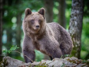 Slovenian bears