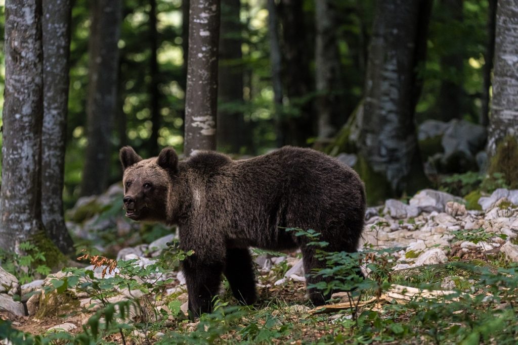 Slovenian bears