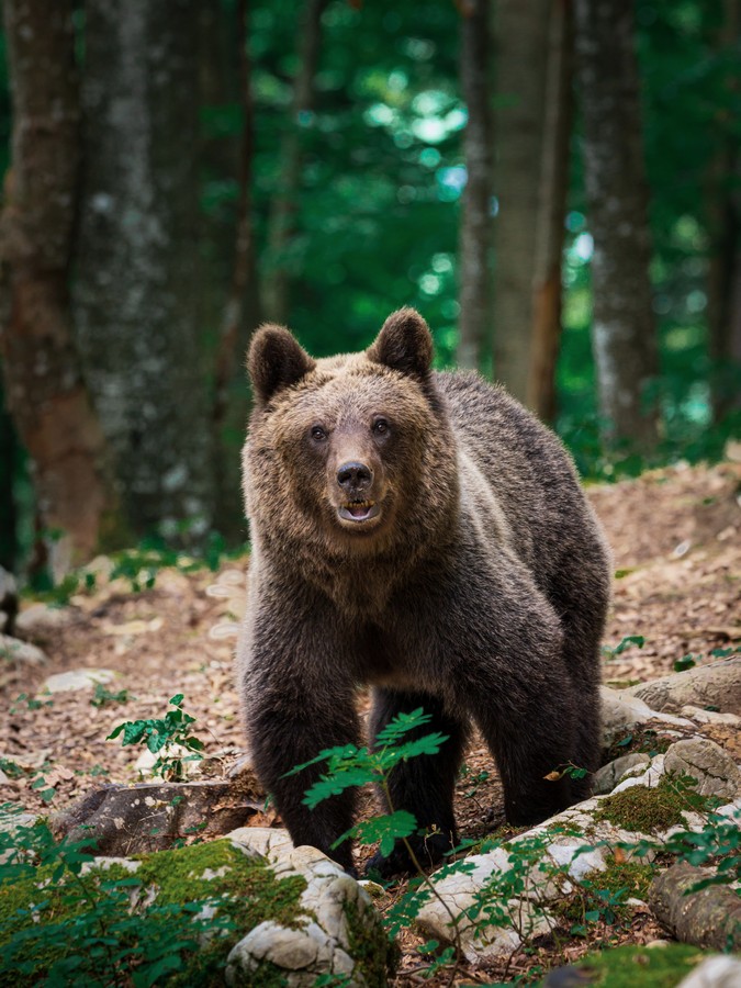 Slovenian bears